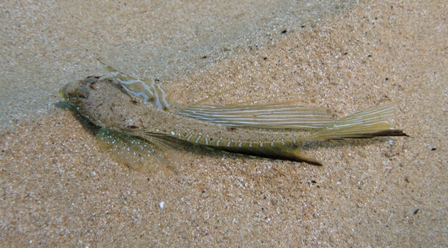 Raja radula (Razza scuffina)